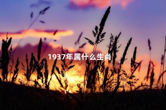 1937年属什么生肖