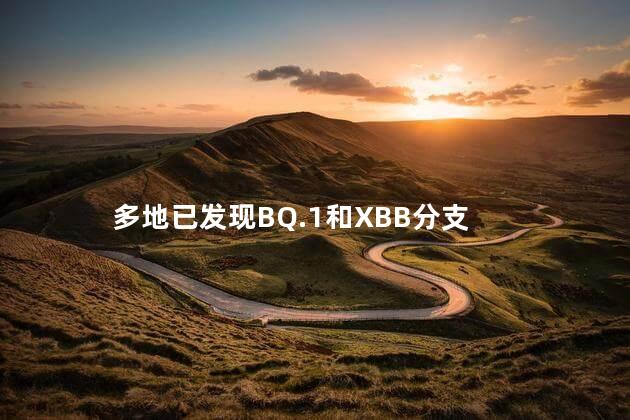 多地已发现BQ.1和XBB分支