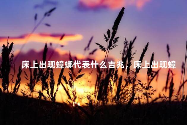 床上出现蟑螂代表什么吉兆，床上出现蟑螂代表什么预兆